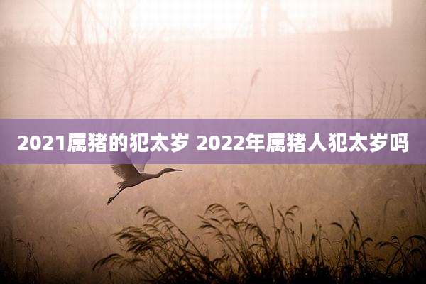 2021属猪的犯太岁 2022年属猪人犯太岁吗