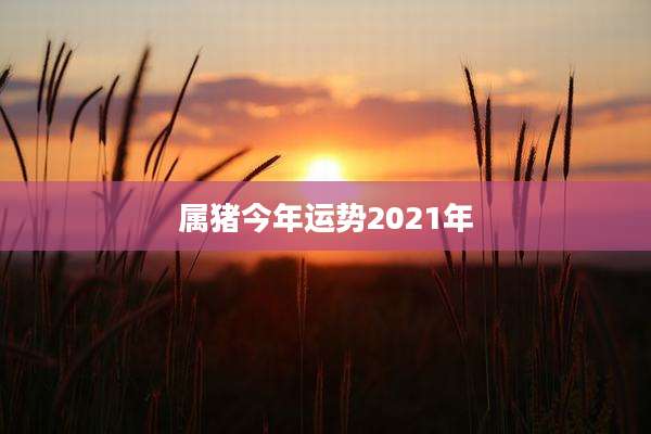 属猪今年运势2021年