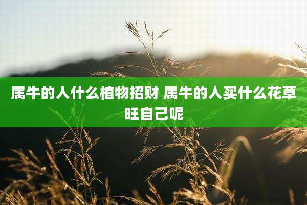 属牛的人什么植物招财 属牛的人买什么花草旺自己呢