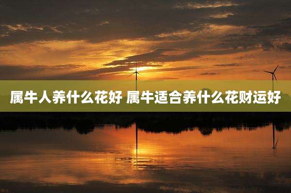 属牛人养什么花好 属牛适合养什么花财运好