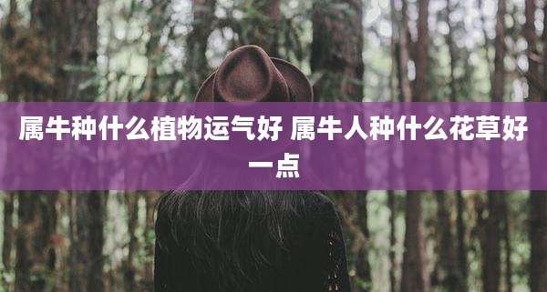 属牛种什么植物运气好 属牛人种什么花草好一点