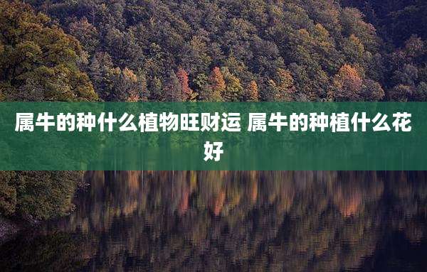 属牛的种什么植物旺财运 属牛的种植什么花好