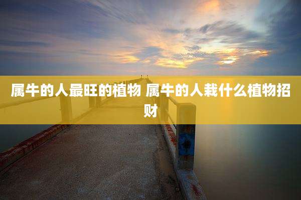 属牛的人最旺的植物 属牛的人栽什么植物招财