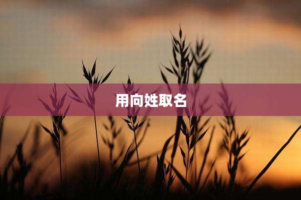 用向姓取名