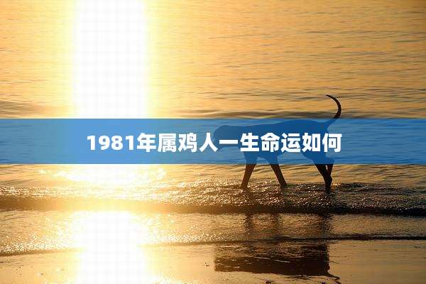 1981年属鸡人一生命运如何