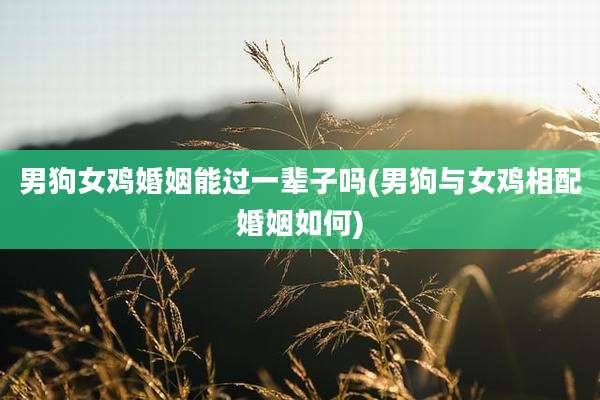 男狗女鸡婚姻能过一辈子吗(男狗与女鸡相配婚姻如何)