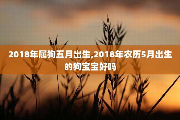 2018年属狗五月出生,2018年农历5月出生的狗宝宝好吗