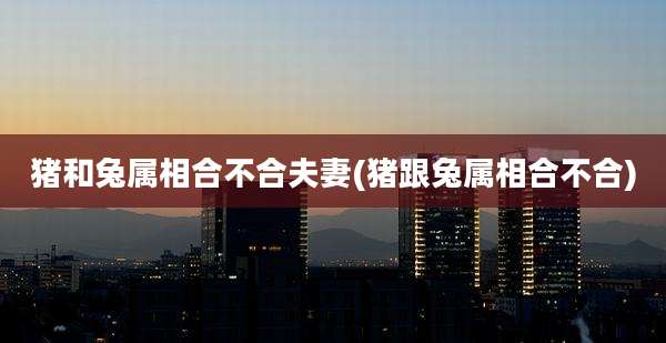 猪和兔属相合不合夫妻(猪跟兔属相合不合)