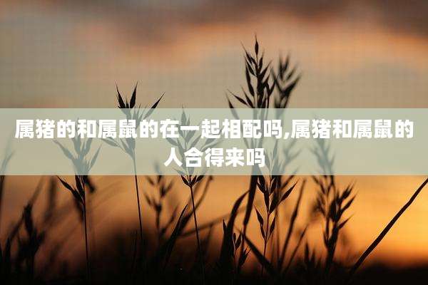 属猪的和属鼠的在一起相配吗,属猪和属鼠的人合得来吗