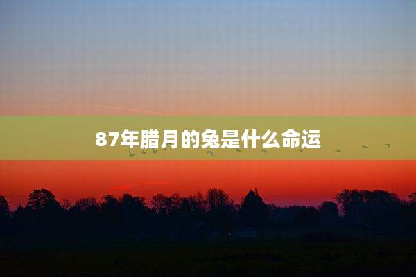 87年腊月的兔是什么命运