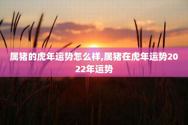 属猪的虎年运势怎么样,属猪在虎年运势2022年运势