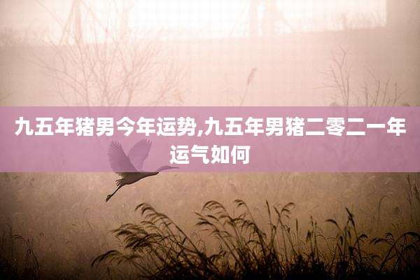 九五年猪男今年运势,九五年男猪二零二一年运气如何