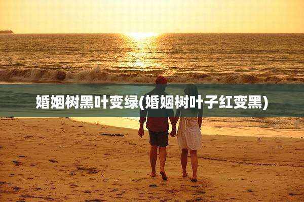 婚姻树黑叶变绿(婚姻树叶子红变黑)