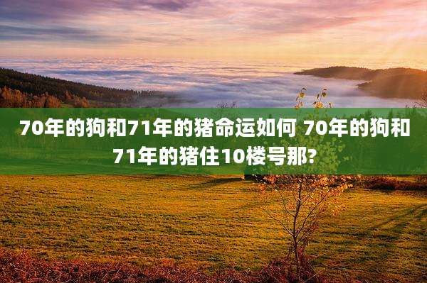 70年的狗和71年的猪命运如何 70年的狗和71年的猪住10楼号那?