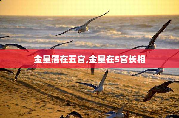 金星落在五宫,金星在5宫长相