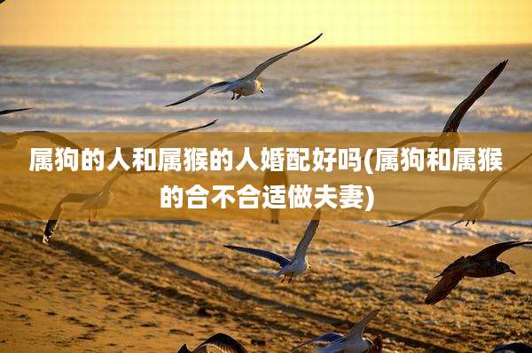 属狗的人和属猴的人婚配好吗(属狗和属猴的合不合适做夫妻)
