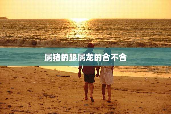 属猪的跟属龙的合不合