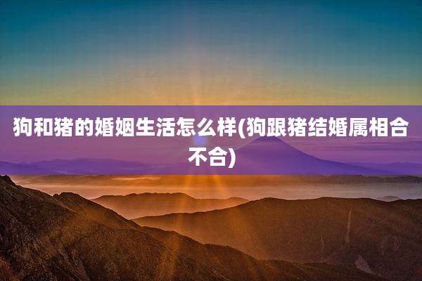 狗和猪的婚姻生活怎么样(狗跟猪结婚属相合不合)