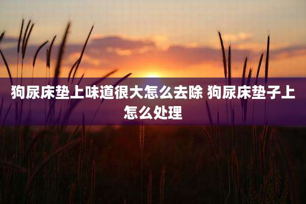狗尿床垫上味道很大怎么去除 狗尿床垫子上怎么处理