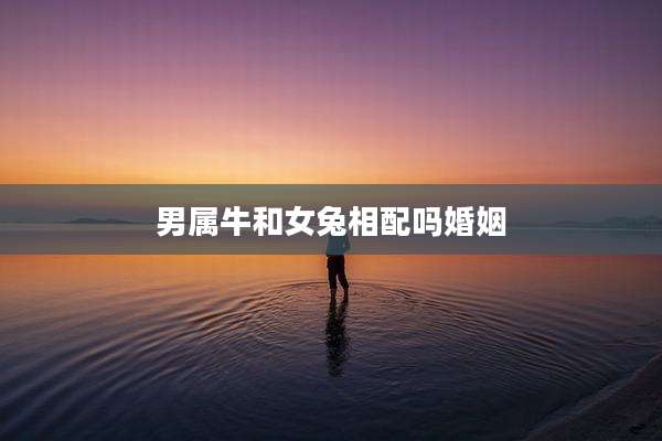 男属牛和女兔相配吗婚姻
