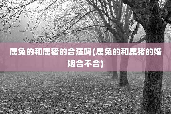 属兔的和属猪的合适吗(属兔的和属猪的婚姻合不合)