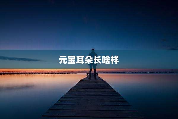 元宝耳朵长啥样