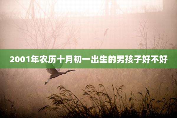 2001年农历十月初一出生的男孩子好不好