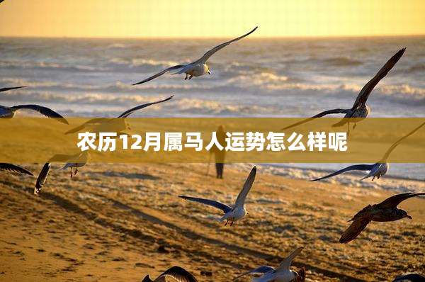 农历12月属马人运势怎么样呢