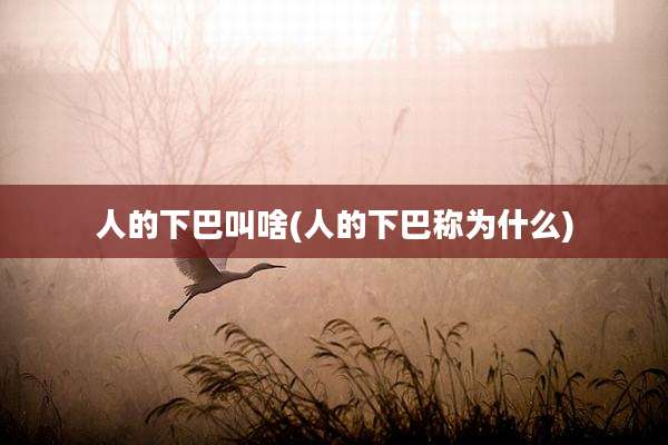 人的下巴叫啥(人的下巴称为什么)