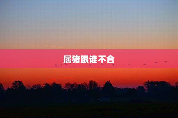 属猪跟谁不合
