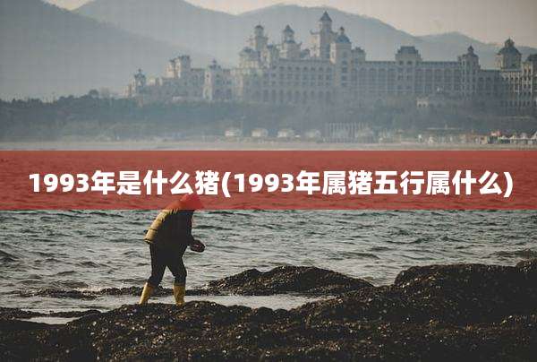 1993年是什么猪(1993年属猪五行属什么)