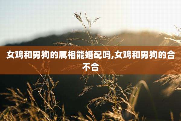 女鸡和男狗的属相能婚配吗,女鸡和男狗的合不合