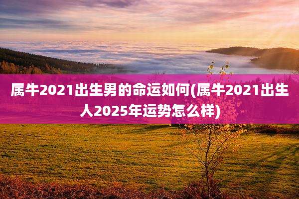 属牛2021出生男的命运如何(属牛2021出生人2025年运势怎么样)