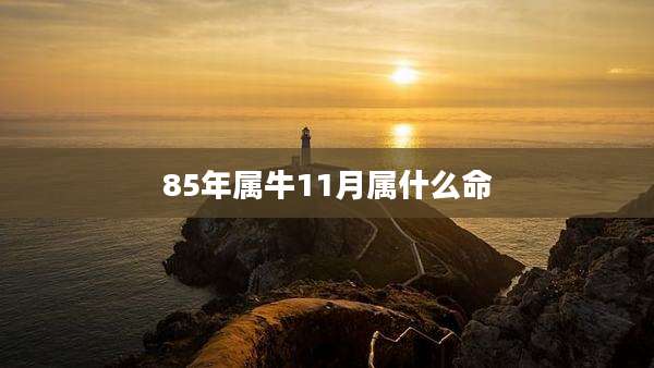 85年属牛11月属什么命