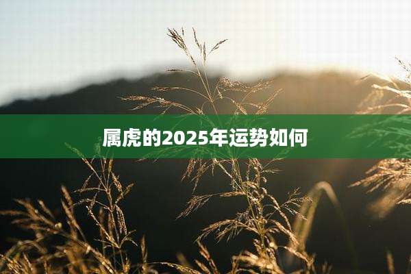 属虎的2025年运势如何