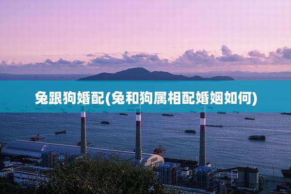 兔跟狗婚配(兔和狗属相配婚姻如何)