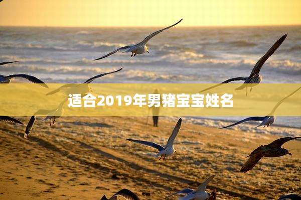 适合2019年男猪宝宝姓名