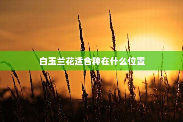白玉兰花适合种在什么位置