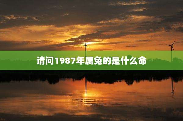 请问1987年属兔的是什么命