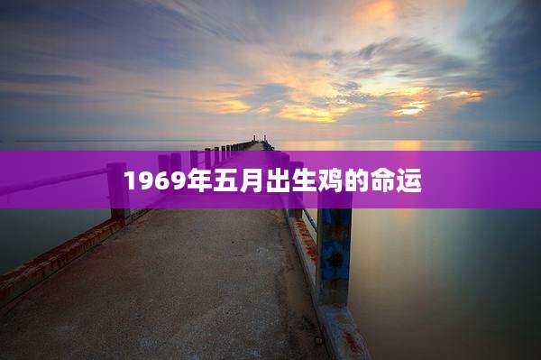 1969年五月出生鸡的命运