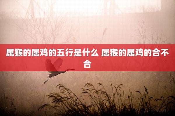 属猴的属鸡的五行是什么 属猴的属鸡的合不合
