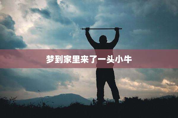 梦到家里来了一头小牛
