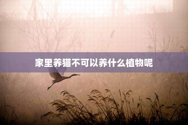 家里养猫不可以养什么植物呢