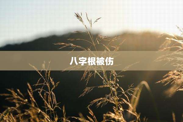 八字根被伤