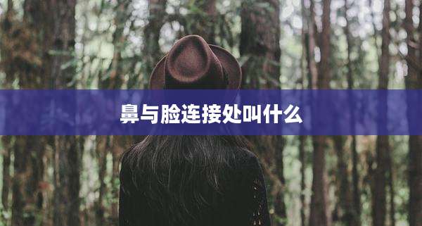 鼻与脸连接处叫什么