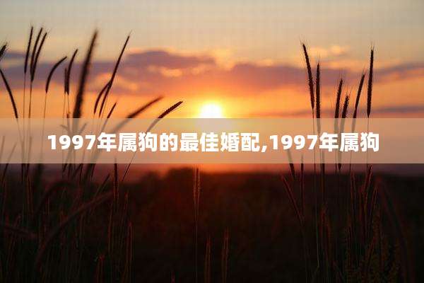1997年属狗的最佳婚配,1997年属狗