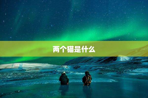 两个猫是什么
