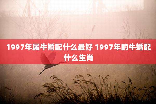 1997年属牛婚配什么最好 1997年的牛婚配什么生肖