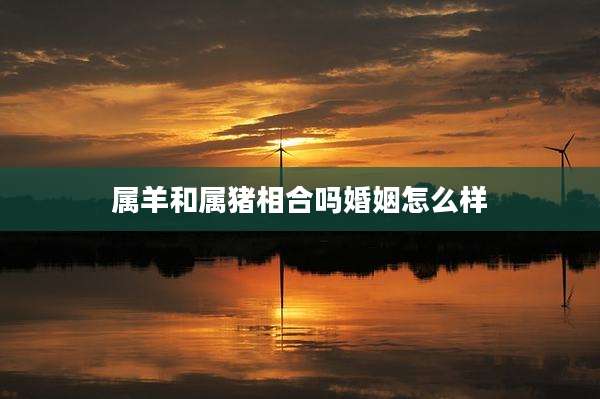 属羊和属猪相合吗婚姻怎么样