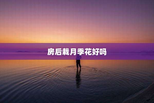 房后栽月季花好吗